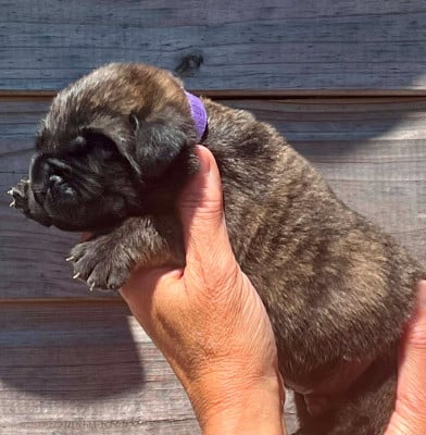 Les chiots de Mastiff