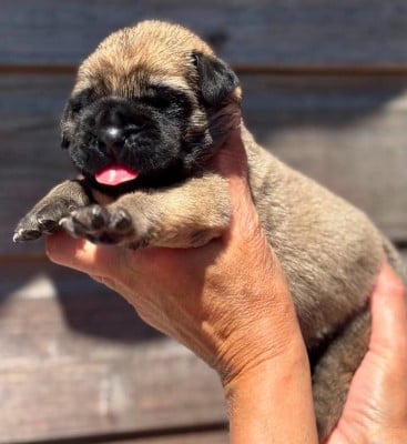 Les chiots de Mastiff