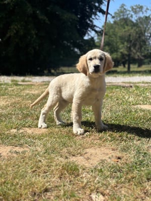 Les chiots de Golden Retriever