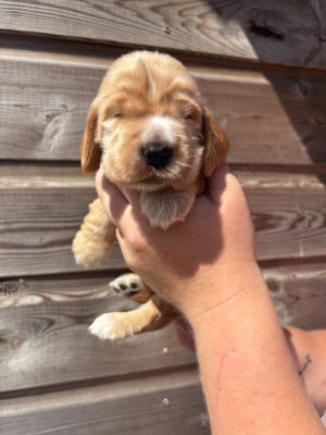 Les chiots de Cocker Spaniel Anglais