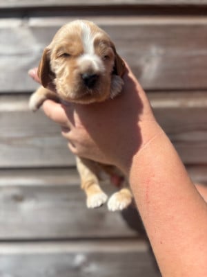 Les chiots de Cocker Spaniel Anglais
