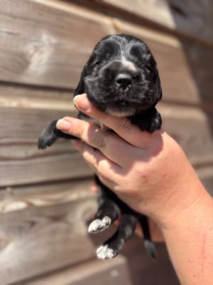 Les chiots de Cocker Spaniel Anglais
