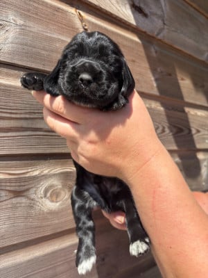 Les chiots de Cocker Spaniel Anglais