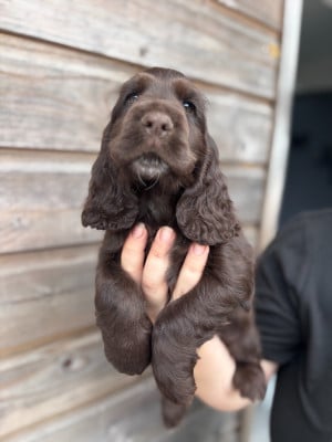 Les chiots de Cocker Spaniel Anglais