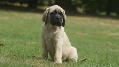 Les chiots de Mastiff