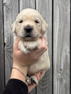 Les chiots de Golden Retriever