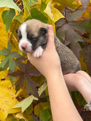 Les chiots de Welsh Corgi Pembroke