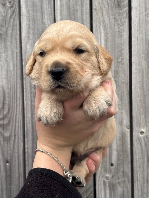 Les chiots de Golden Retriever