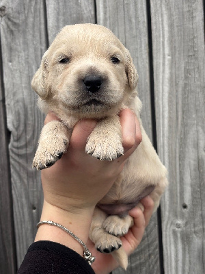 Les chiots de Golden Retriever