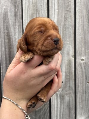 Les chiots de Cocker Spaniel Anglais