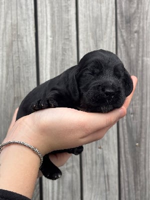 Les chiots de Cocker Spaniel Anglais