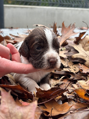 Les chiots de English Springer Spaniel