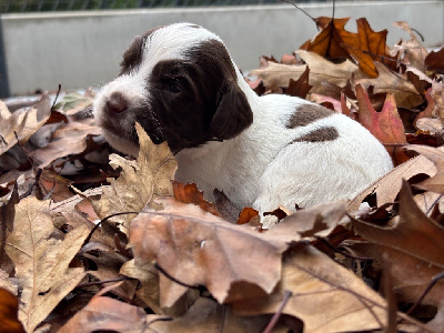 Les chiots de English Springer Spaniel