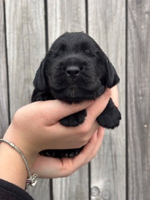 Les chiots de Cocker Spaniel Anglais
