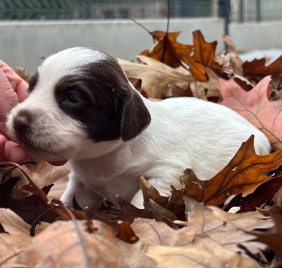 Les chiots de English Springer Spaniel
