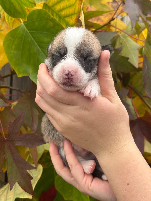 Les chiots de Welsh Corgi Pembroke