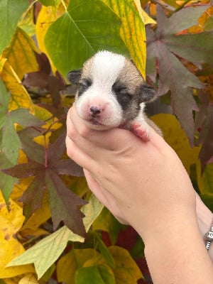 Les chiots de Welsh Corgi Pembroke