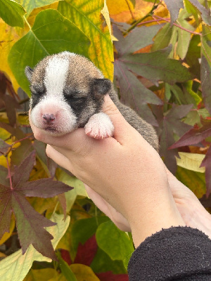 Les chiots de Welsh Corgi Pembroke
