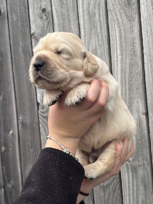 Les chiots de Golden Retriever