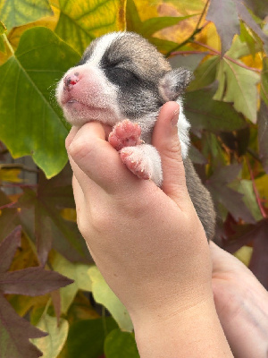 Les chiots de Welsh Corgi Pembroke