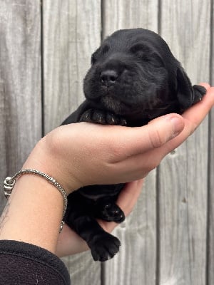 Les chiots de Cocker Spaniel Anglais