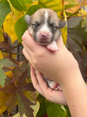 Les chiots de Welsh Corgi Pembroke