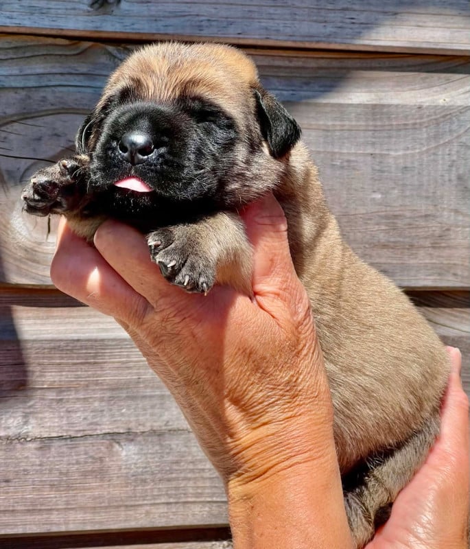 Mastiff - Des Terres De Beaulieu