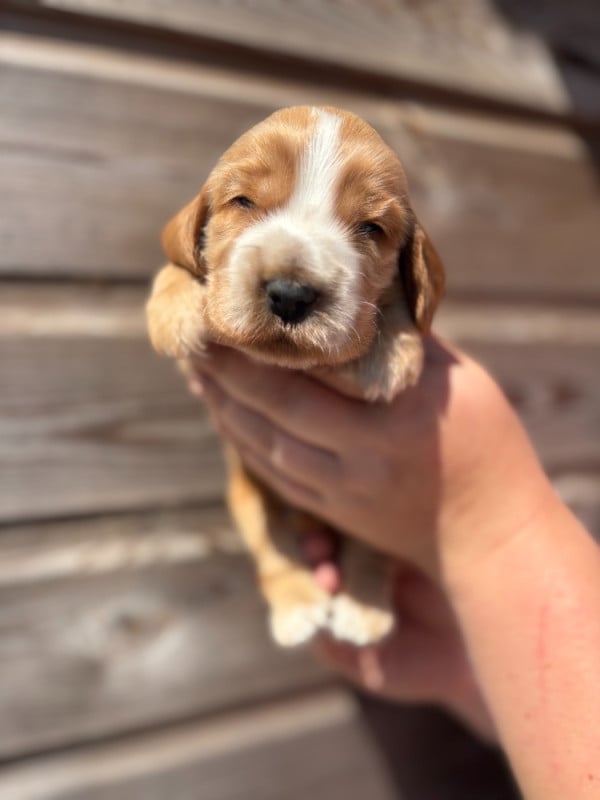 Cocker Spaniel Anglais - Des Terres De Beaulieu