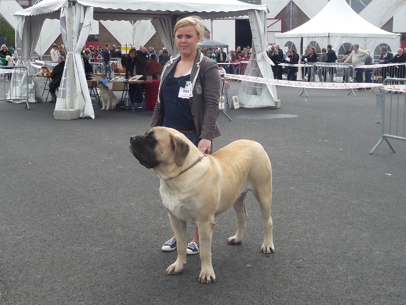 CH. Lazzaro de domaine de Straz - 1 er Excellent Meilleur Jeune