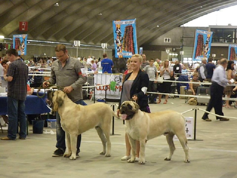 CH. Lazzaro de domaine de Straz - 1 er Excellent CAC CACIB BOB