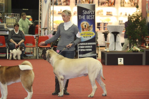 CH. Lazzaro de domaine de Straz - 1 er TP BEST PUPPY