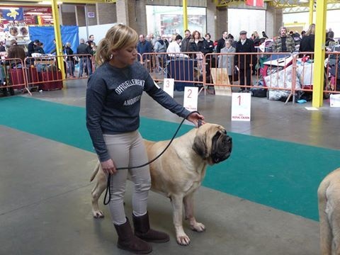 CH. Lola La Vallée Des Mountches - 1 ere Excellente CAC CACIB Meilleur de race