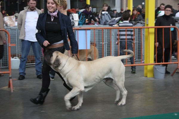 CH. Lazzaro de domaine de Straz - 1 ère Très bon
