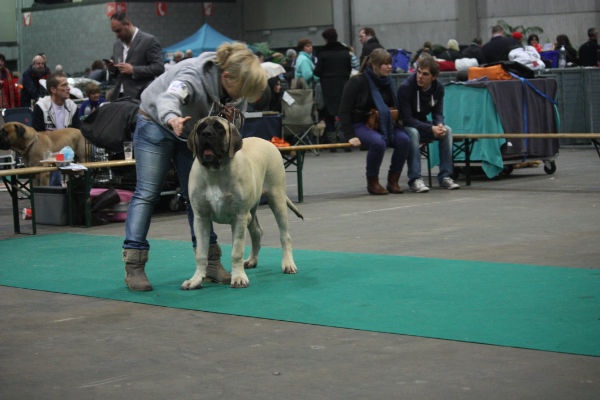 CH. Lazzaro de domaine de Straz - 1 er TP Best Puppy