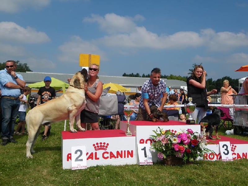 CH. Lazzaro de domaine de Straz - 1 er Excellent Meilleur Jeune BOB, classé 2 éme sur le ring d'honneur Jeune