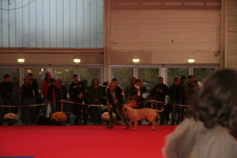 CH. Lazzaro de domaine de Straz - 1 er TP Meilleur PUPPY ring d'honneur