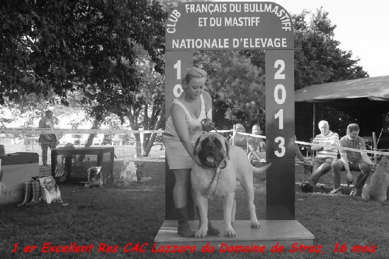 CH. Lazzaro de domaine de Straz - 1 er Excellent RCAC