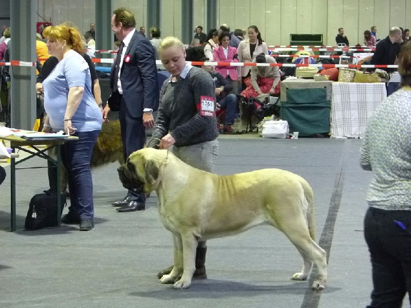 CH. Lola La Vallée Des Mountches - 1ere Excellent CAC CACIB Meilleur de race Qualifié Cruft 2016