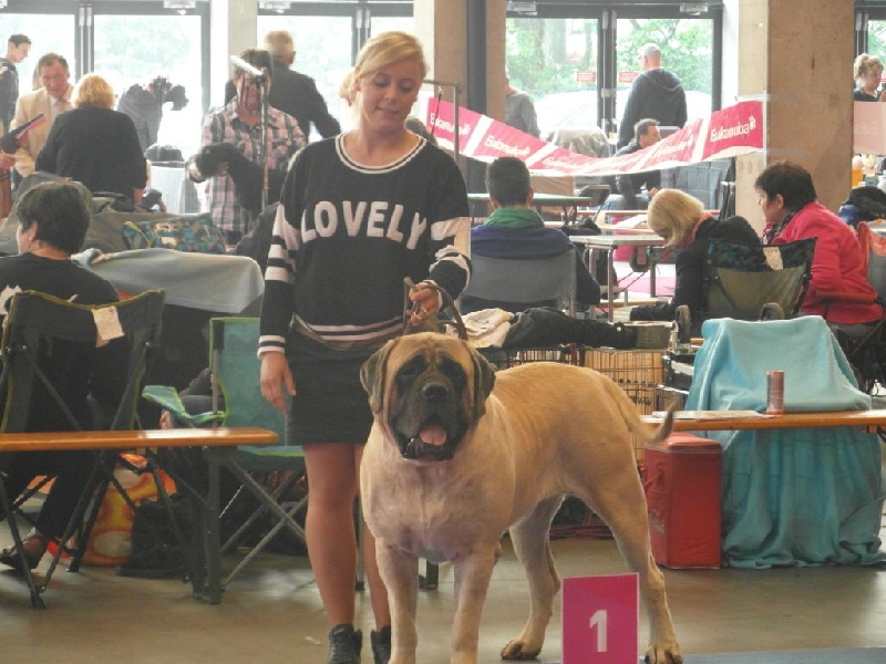 CH. Lazzaro de domaine de Straz - 1 er excellent CAC CACIB BOB