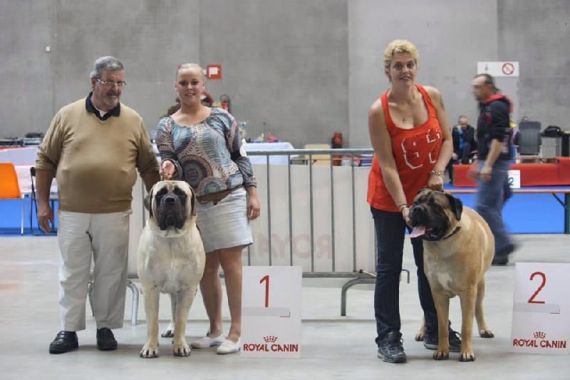 CH. Lazzaro de domaine de Straz - 1 ER EXCELLENT CAC BOB