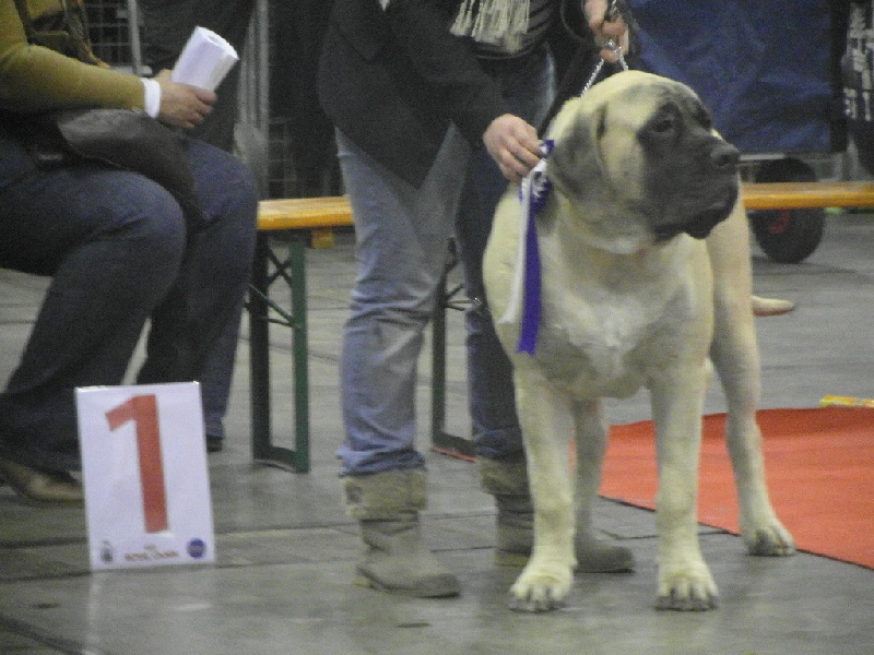 CH. Lazzaro de domaine de Straz - 1 er TP BEST PUPPY