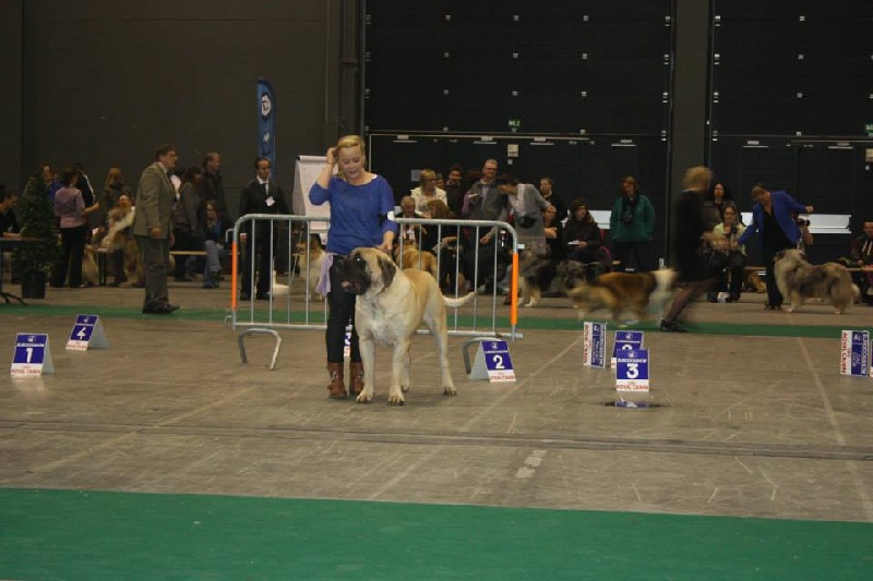 CH. Lazzaro de domaine de Straz - 2 ème exc.