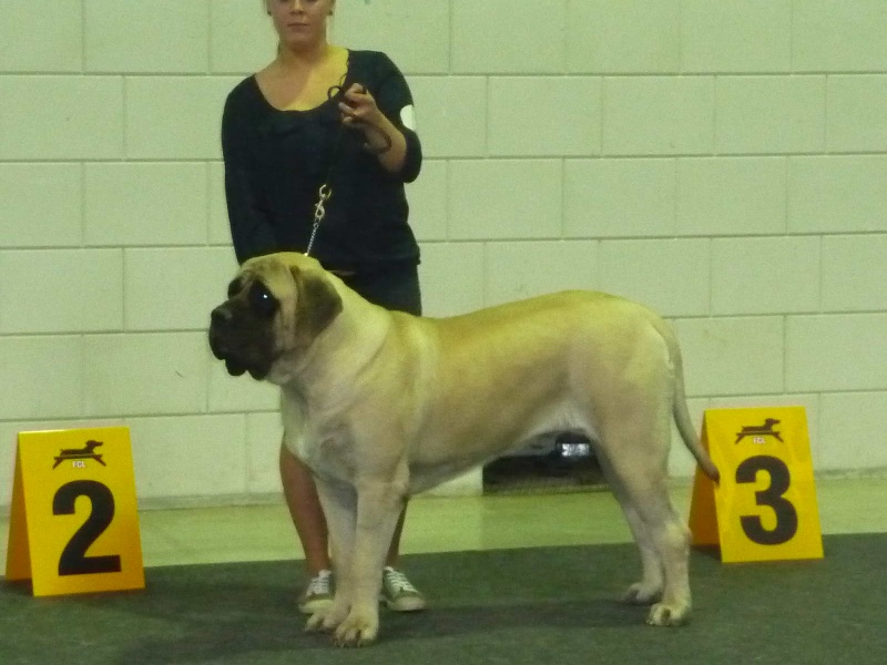 CH. Lazzaro de domaine de Straz - 1 er TB