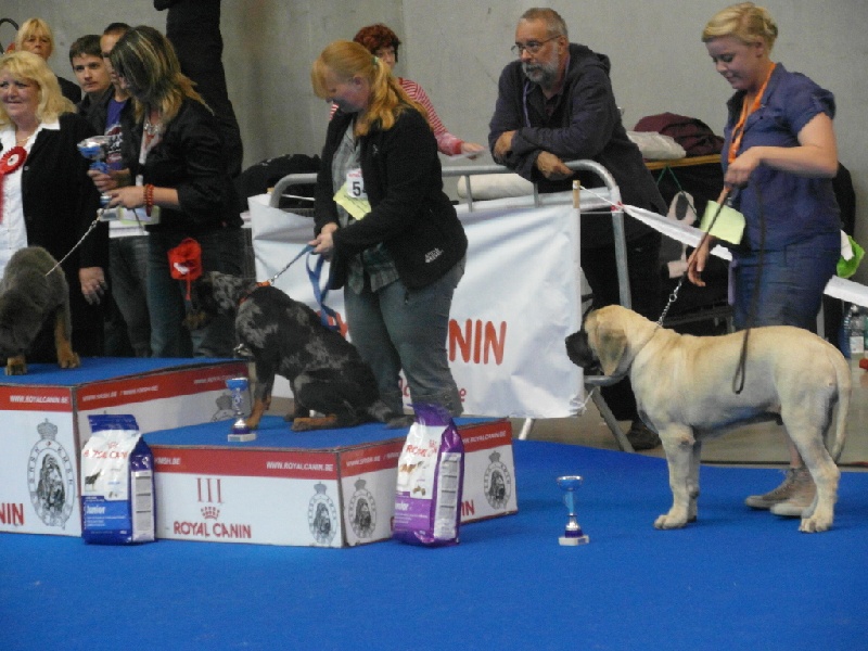 CH. Lazzaro de domaine de Straz - 1 er TP + Best Baby + 4 ème Ring d'honneur