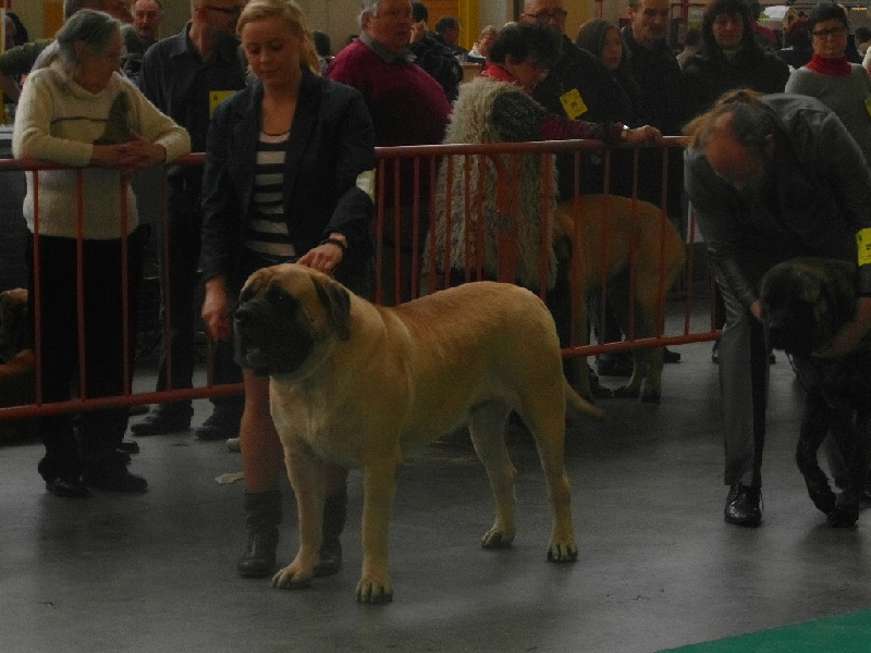 CH. Lazzaro de domaine de Straz - 1 er Excellent RCAC RCACIB