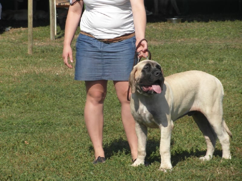 CH. Lazzaro de domaine de Straz - 1 er TP BEST BABY