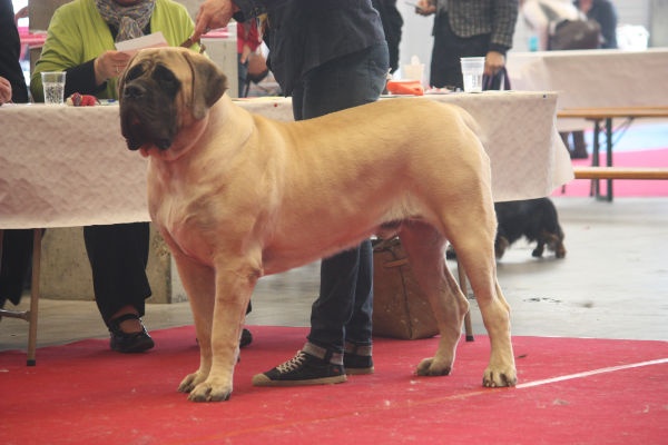 CH. Lazzaro de domaine de Straz - 1 er Excellent BEST JEUNE