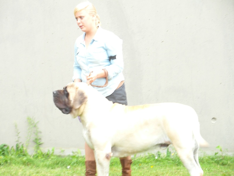 CH. Lazzaro de domaine de Straz - 1 er Excellent CACS CACIB Meilleur de Race