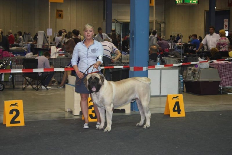 CH. Lazzaro de domaine de Straz - 1 er Excellent CACL