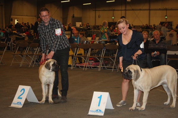 CH. Lola La Vallée Des Mountches - 1 ére TP BEST PUPPY